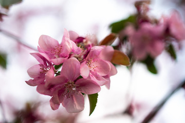 Obraz premium tender pink flowers on the twig, spring has come
