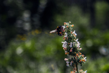 bee on flower
