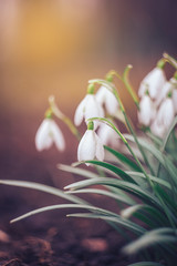 snowdrops bloom in nature on a blurred background, first spring flowers, sunny day