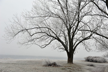 Winter coastal landscape with big frost covered tree.  Soft colors on a foggy day.  Ocean visible through mist. Horizontal photo.