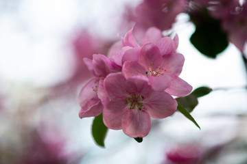 Obraz premium tender pink flowers on the twig, spring has come