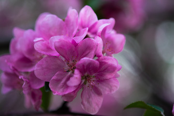 tender pink flowers on the twig, spring has come