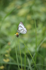 White butterflies play in the meadow on the edge of the village