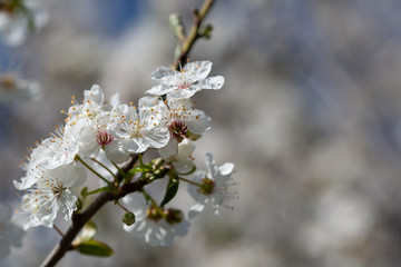 Wild Branches of a blossoming tree with white flowers