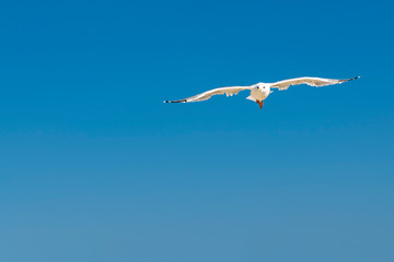 Obraz premium Seagull, flying over blue sky with clouds
