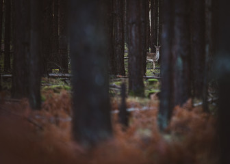 Sarna za drzewami © Dariusz