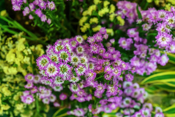 Obraz premium The flowers are beautiful and refreshing on a nature background.
