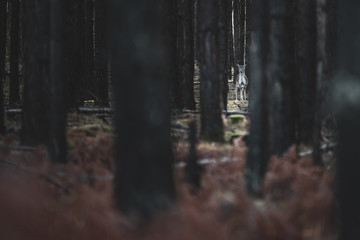 za drzewami © Dariusz