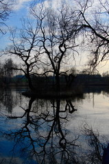 Drzewo na środku jeziora. Śląski Krajobraz Chorz&oacute;w Dolina G&oacute;rnika. Przyroda w mieście.
