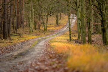 Obraz premium Droga leśna