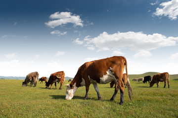 Fototapeta na wymiar Cows of all colors grazing on the grassland under the blue sky and white clouds