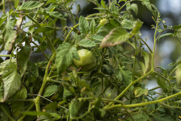 Tomate verte en plan rapproché sur pied du jardin bio
