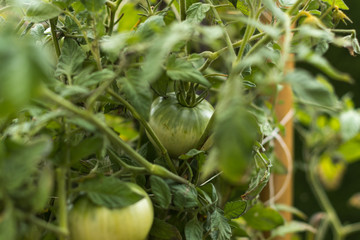 Tomate verte en plan rapproché sur pied du jardin bio