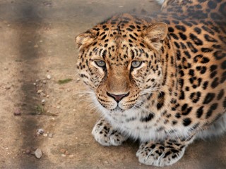  In the eyes of a leopard the visitor of the zoo is reflected behind the cage.