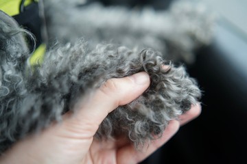 Hand is holding the furry paw of a dark grey poodle dog        