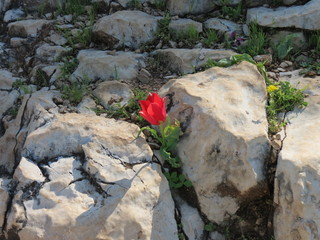 Tulpe blüht zwischen Steinen