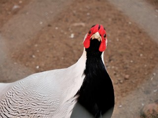 A pheasant is looking through the grid of the falley.