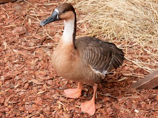 Dry goose goose stands on the ground..