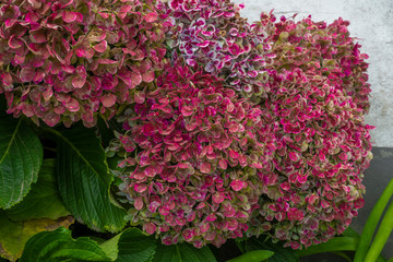 floral background with hortensia Hydrangea Sao Miguel, Azores Islands, Portugal