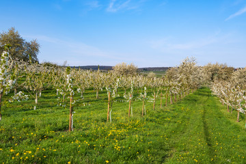 Fototapeta premium Kirschblüte in Wiesbaden-Frauenstein/Deutschland an einem sonnigen Frühlingstag