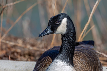 Canadian Goose Portrait