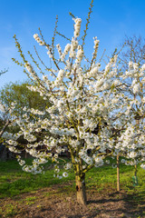 Kirschblüte in Wiesbaden-Frauenstein/Deutschland an einem sonnigen Frühlingstag