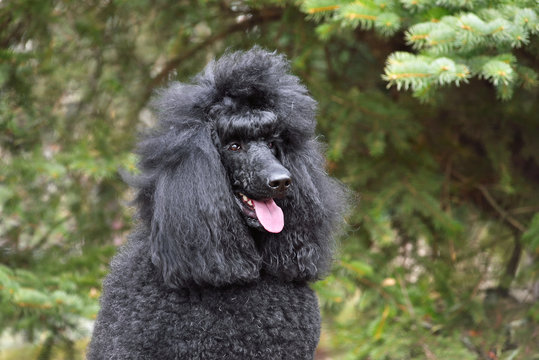 Royal black poodle