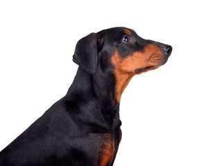 Portrait of Doberman Pinscher puppy