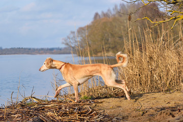 Hunting dog on a rural river bank background