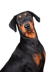 Obraz premium Portrait of Doberman Pinscher puppy