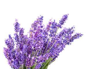 Beautiful violet lavender