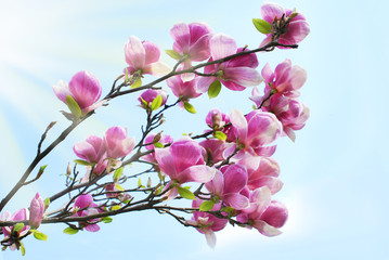 spring magnolia blossoms