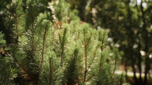 Nature and plants. Green branches of a furtree. Close-up. Super slowmotion footage