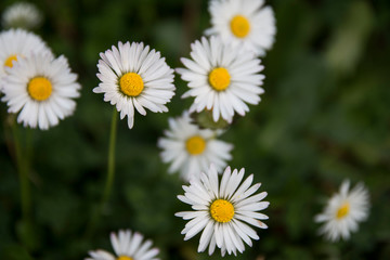 Daisies