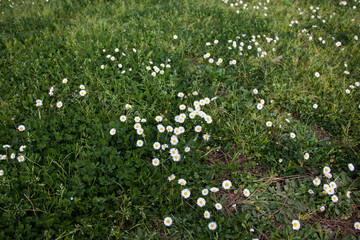 Daisies