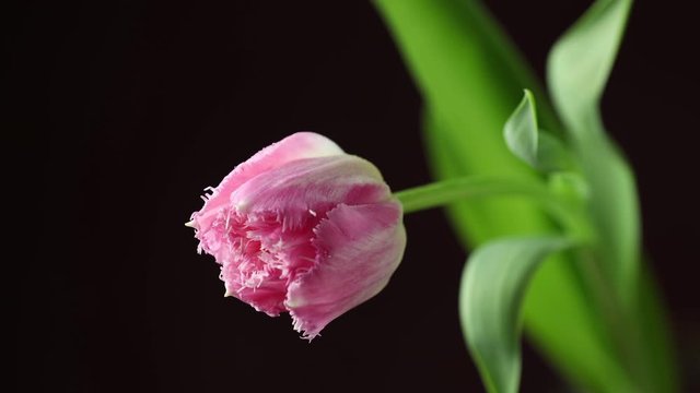 Tulip. Time lapse of bright pink white colorful tulip flower with water drops blooming on dark classic blue background. Holiday bouquet. 4K video