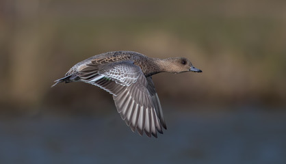 Wigeon Female Flying