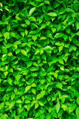 Fototapeta na wymiar abstract green leaf texture, Tropical dark, small and long slender green leaves. Abstract green texture, natural background for wallpaper