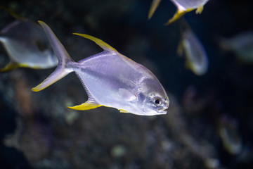 Fototapeta na wymiar fish in a marine aquarium
