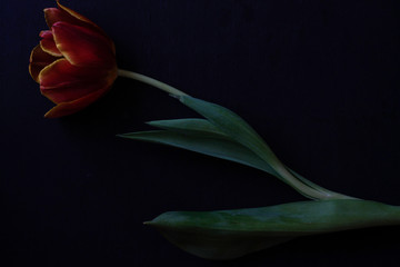 red tulip and dried petals on a black background