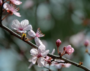 spring cherry blossom