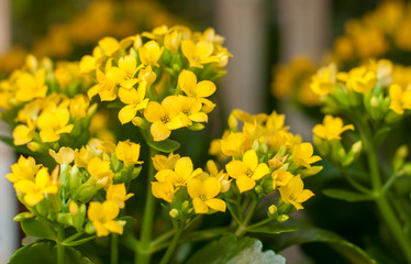 yellow flowers in garden