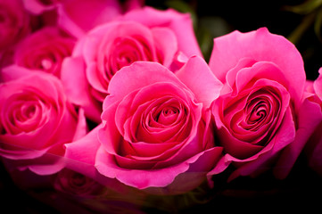 bouquet of pink roses