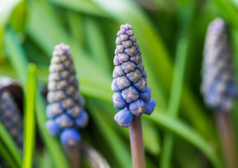 Grape Hyacinth