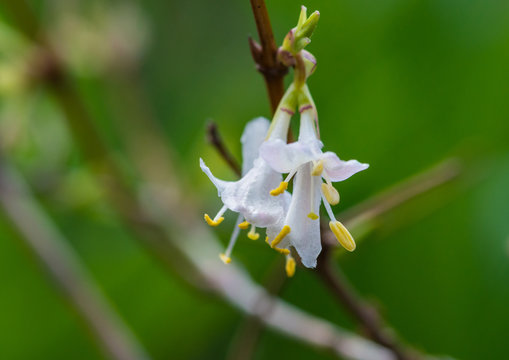 Winter Honeysuckle