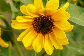 GIrasol en verano
