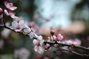 flowers of tree in spring