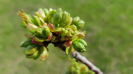 Branch of a tree. Closeup of fresh green buds of deciduous tree branch on blurry background. Bunch of green leaf buds sprouted on twig of fruit tree. Spring growth. Orchard gardening concept.