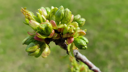 Bud of a flower. Closeup of juicy fresh green buds of deciduous tree leaves on blurry green background. Spring growth. Orchard gardening concept.