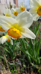 Yellow daffodils in the garden. Daffodil flower closeup with blurred background. Yellow and white petals of narcissus flowers growing on flowerbed in garden. Spring blooming season.